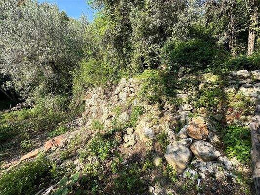 Natursteinmauer im Olivenhain 