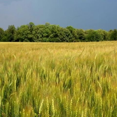 Remptendorf Bauernhöfe, Landwirtschaft, Remptendorf Forstwirtschaft