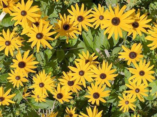 Blumen in den parkähnlichen Außenanlagen