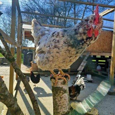 Hühnerstall