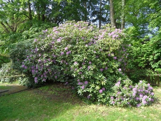 prächtige Rhododendren