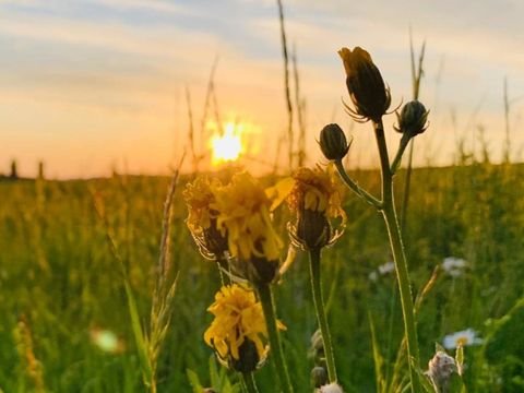 Kreischa / Gombsen Grundstücke, Kreischa / Gombsen Grundstück kaufen