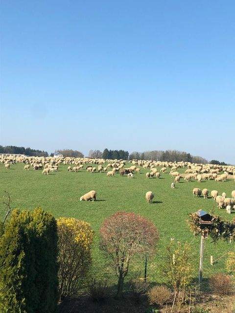 Perchting Bauernhöfe, Landwirtschaft, Perchting Forstwirtschaft