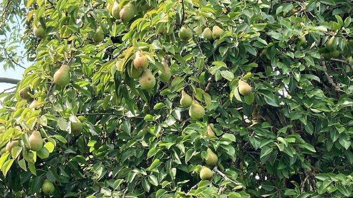 Ein selbstversorger Traum