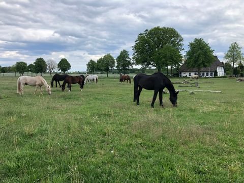 Mechtersen Bauernhöfe, Landwirtschaft, Mechtersen Forstwirtschaft