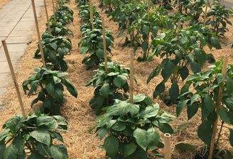 Mittersill - Gärtnerei.JPG