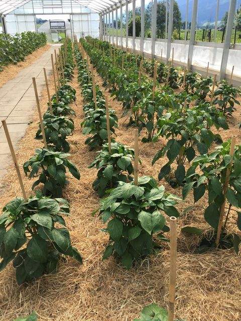 Stuhlfelden Industrieflächen, Lagerflächen, Produktionshalle, Serviceflächen