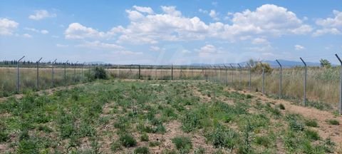 Agios Mamas Bauernhöfe, Landwirtschaft, Agios Mamas Forstwirtschaft