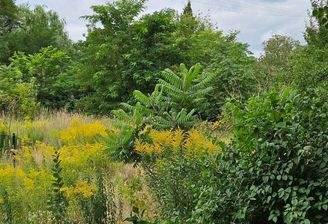Blick ins Grundstück