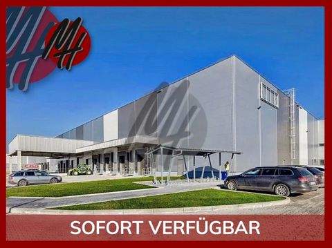 Münster Halle, Münster Hallenfläche