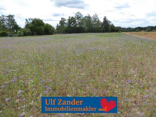 Baugrundstück mit Baugenehmigung