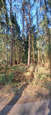 Grundstück mit Baumbestand 