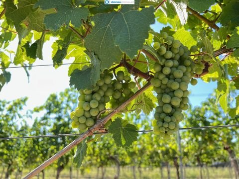 Engabrunn Bauernhöfe, Landwirtschaft, Engabrunn Forstwirtschaft