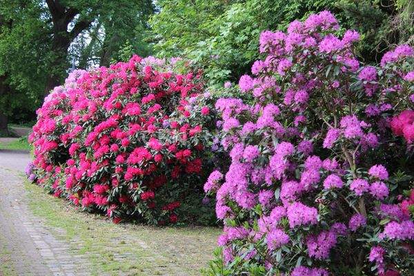 Üppige Blütenpracht auf dem Gelände