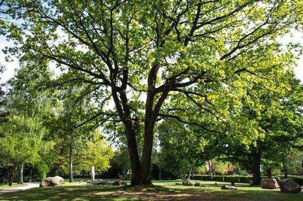 Megalithpark am Osterberg