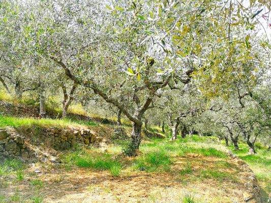 PE672_23 TERRA ITALIA IMMOBILIEN_LIGURIEN_WEINGUT_