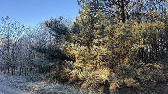 Waldansicht mit Zuwegung