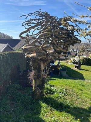 Teilansicht vom Garten