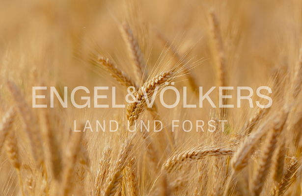 LAND UND FORST-13.png