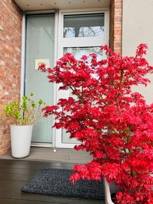 Eingangsbereich mit 1. Terrasse