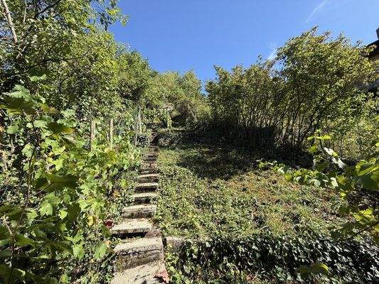 Kleiner Weinberg direkt am Haus