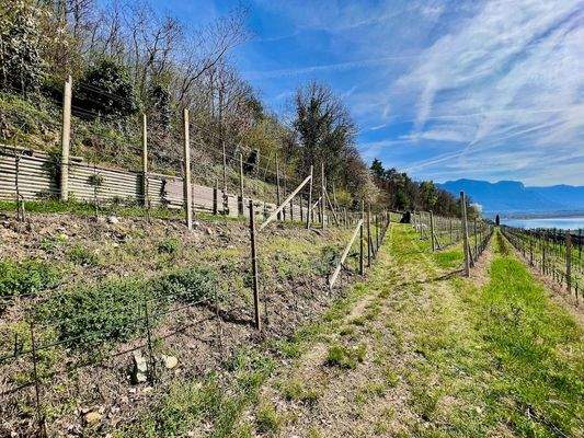 Kaltern-KalternamSee-KalternanderWeinstraße-Caldaro-Caldaroallago-Caldarosullastradadelvino-Weingarten-Weingut-vegneto-vigneti-Ruländer-Sonne-sole-Wein-Vino-Kaufen-acquistare