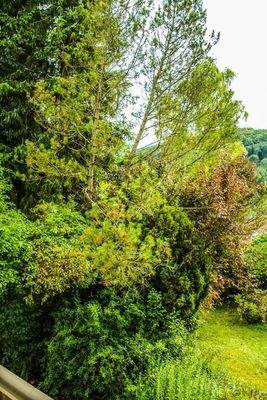 Blick vom Balkon Süd-Ost
