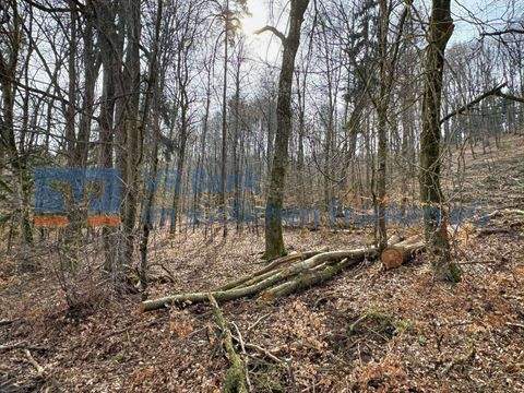 Treuchtlingen Bauernhöfe, Landwirtschaft, Treuchtlingen Forstwirtschaft