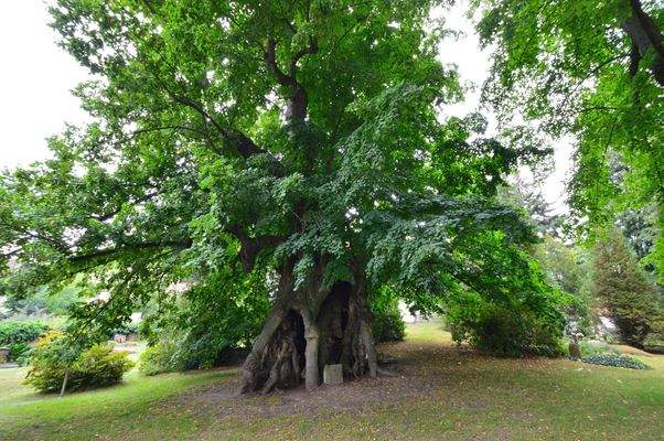 Die 1000jährige Collmer Linde.JPG
