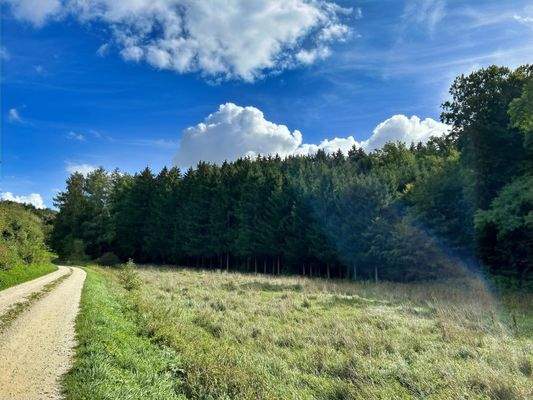 Wiese und Waldfläche