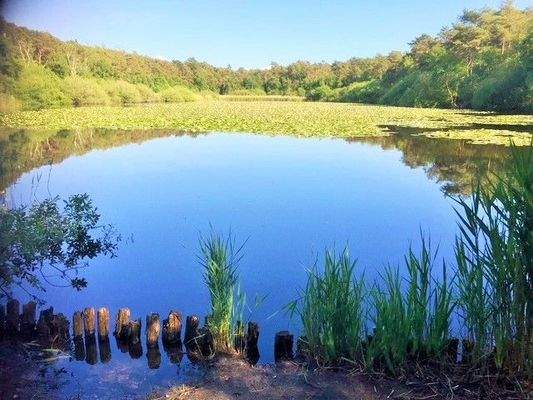 Das Finkenmoor lädt zum Verweilen ein.jpg