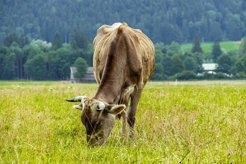 Unteregg Bauernhöfe, Landwirtschaft, Unteregg Forstwirtschaft