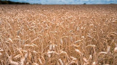 Mauern Bauernhöfe, Landwirtschaft, Mauern Forstwirtschaft