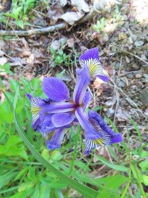 Cape Breton - Tolles Bau-Grundstück mit 12.400 m² 