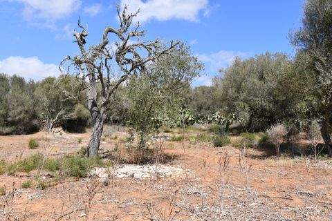 Santanyí Grundstücke, Santanyí Grundstück kaufen