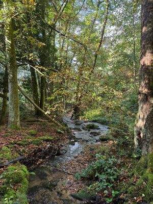 Eigener Bachzugang am Fuße des Grundstücks