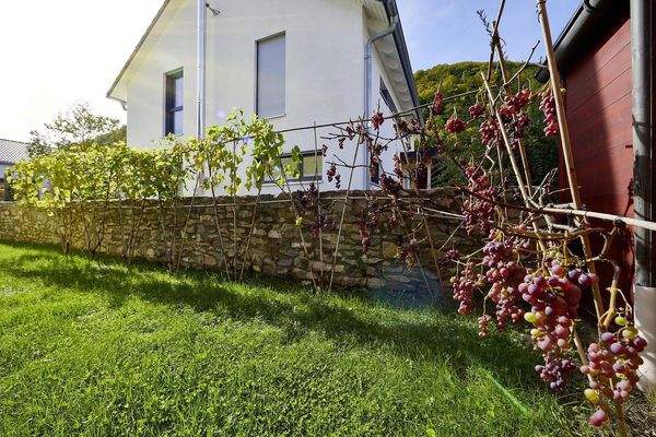 Gartenbereich mit Weinstöcken