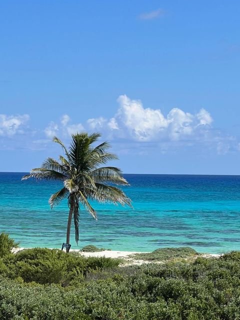 Cozumel Bauernhöfe, Landwirtschaft, Cozumel Forstwirtschaft