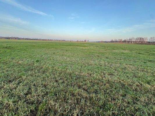 Grünland 3, 374  .jpeg