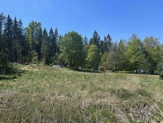 Natur mit Wald+Wiesen