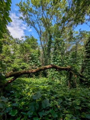 Waldtreiben