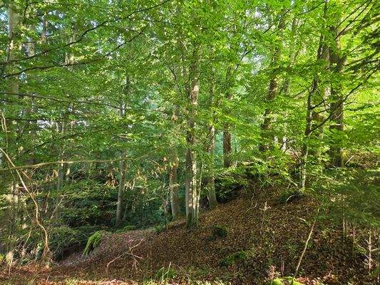 1351 - Flurstück 1425 - lfd. Nr. 6-Bild 2