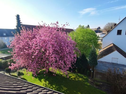 Blick in den Garten