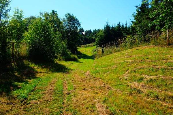 Rasenfläche mit Baumbestand.JPG