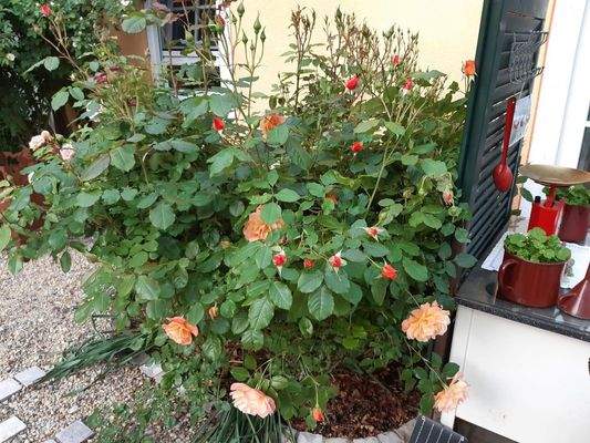 Beet am Küchenfenster