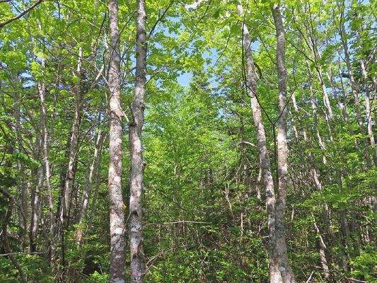 Cape Breton - 37,4 Hektar mit Atlantik-Zugang in t