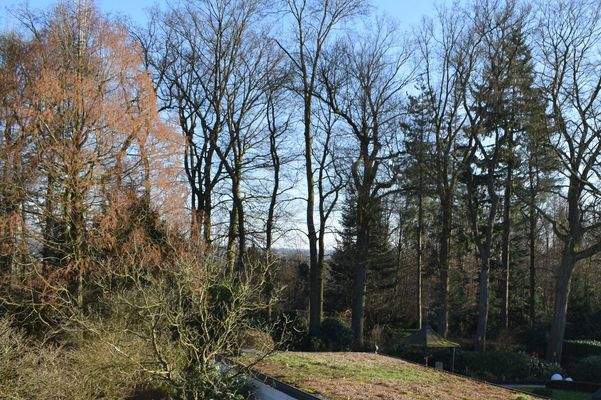 Blick vom Balkon auf den Kruppwald