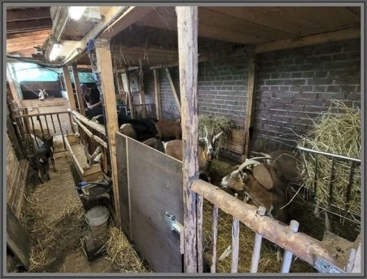 Ziegenstall