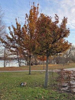 Havel