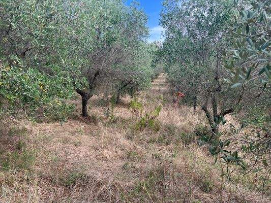 Olivenhain Follonica Meerblick